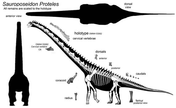 Not a giant Brachiosaur