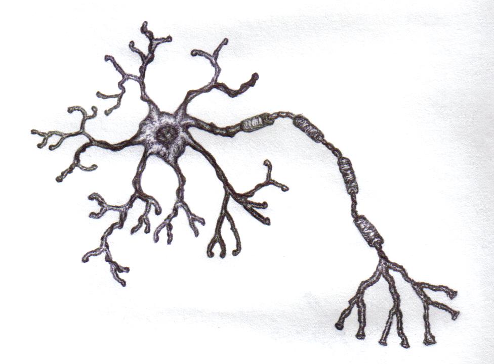 A Neuron