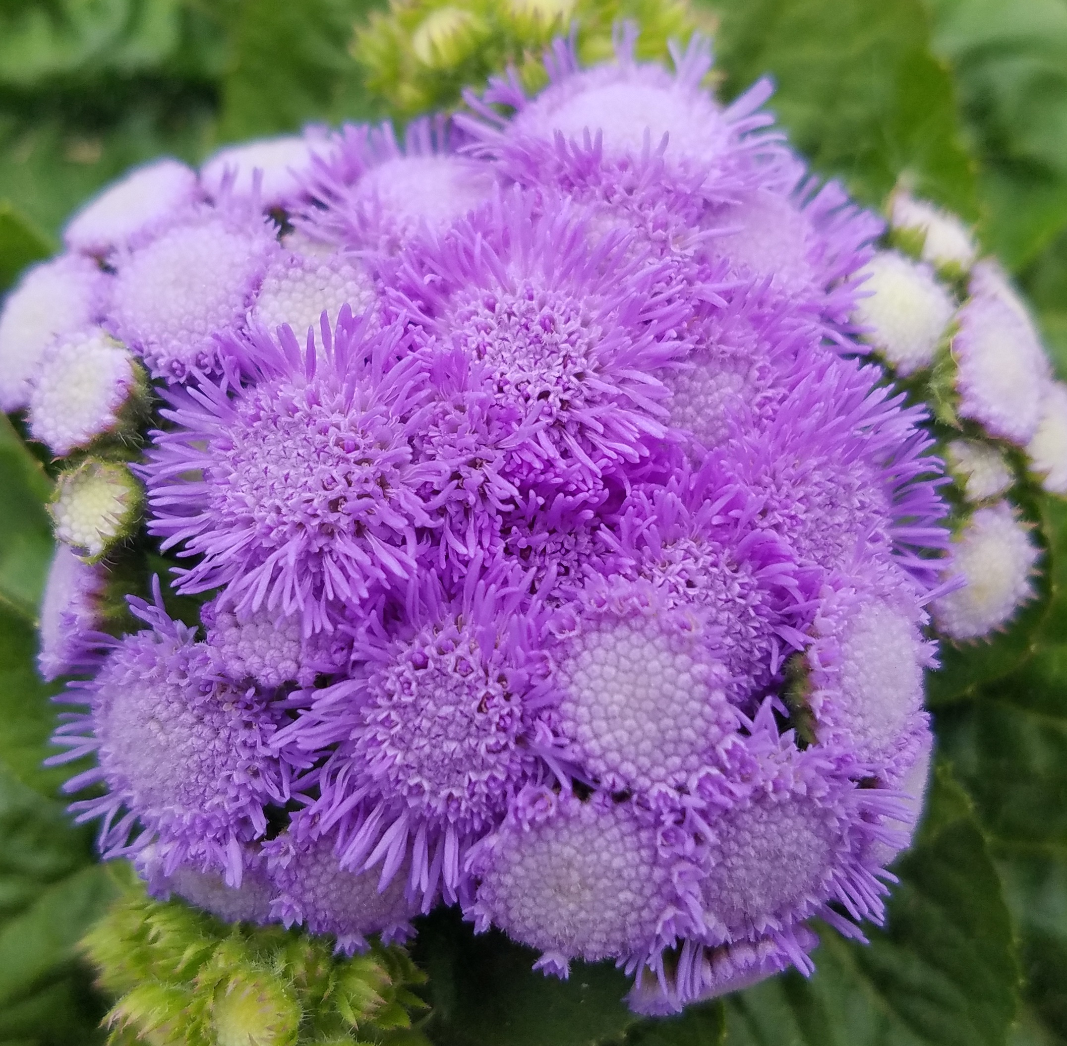 Ageratum Flower