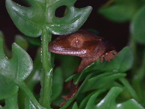 Crested Gecko 1