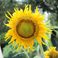 Sunflower...at Penang