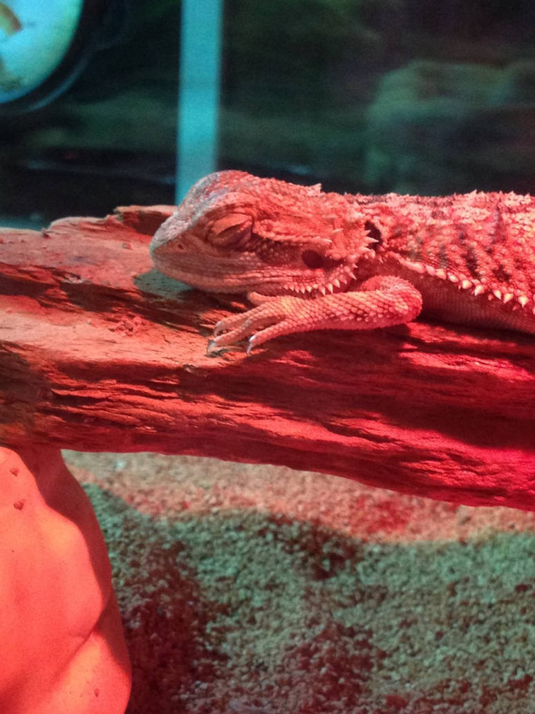 Pink Lizard Sleep Sleeping lizard by zebragiraffe12 on DeviantArt
