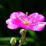 pinkish flower