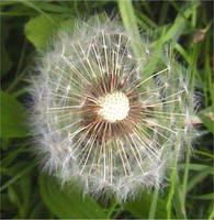 Dandelions on a Cloudy Day