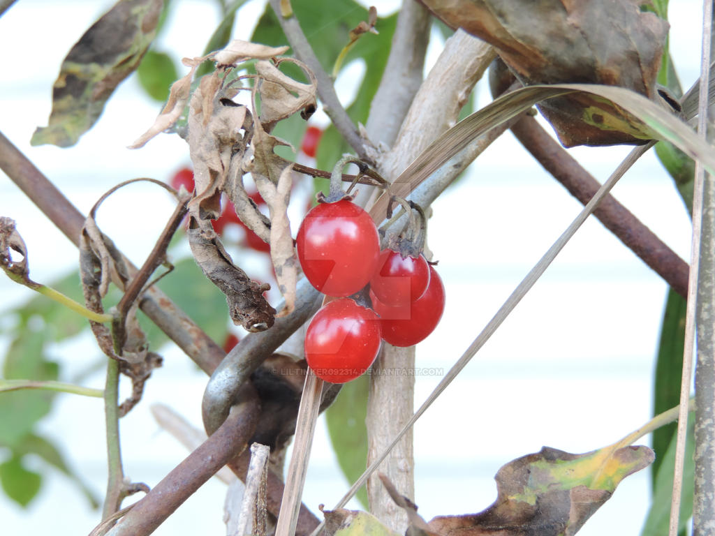 Bittersweet Nightshade Berries (Solanum dulcamara)