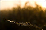 Web of lies by beemar