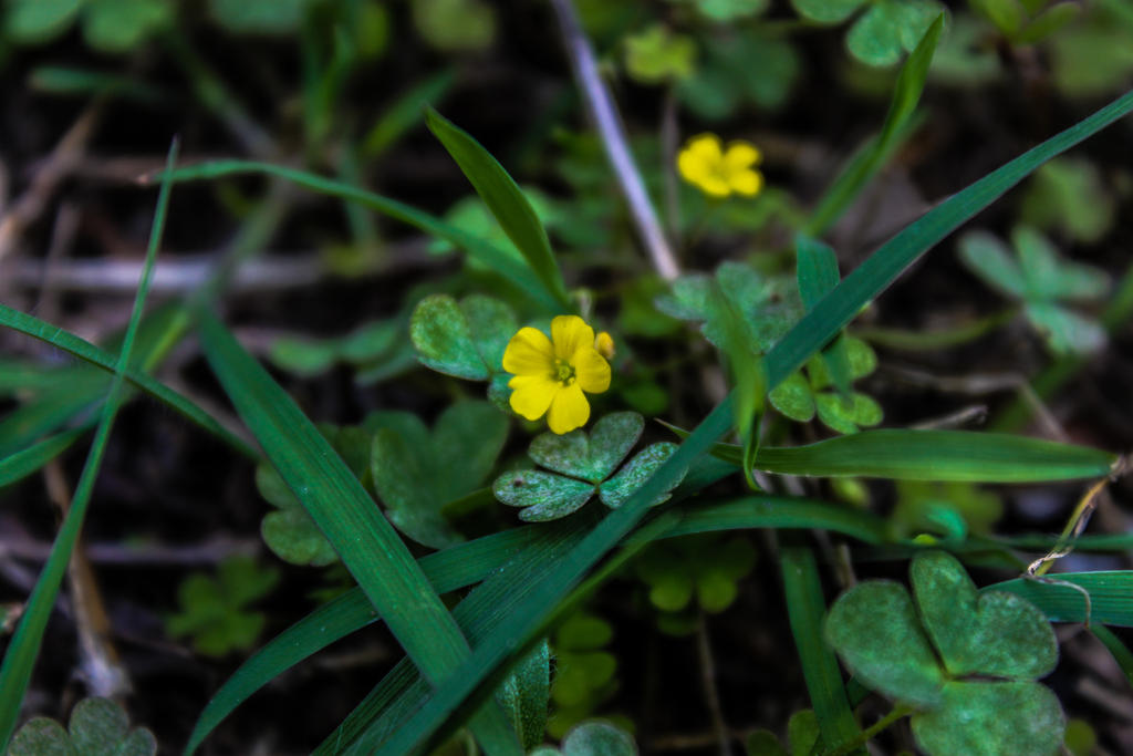 Taken for iPhotographs PhotoFriday Flowers by deano-m