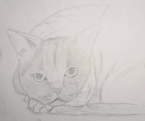 Cat - Sketch