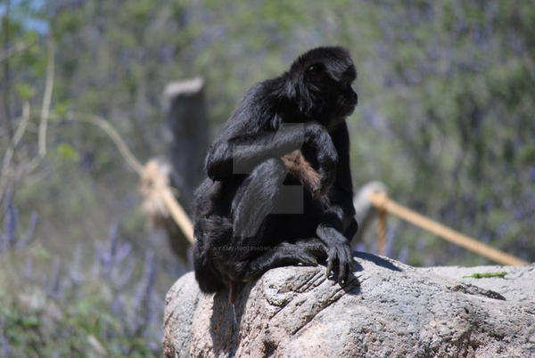 Spider Monkey Deviantart Spider Monkey by Ayame-Wolfhowl on DeviantArt