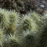 Arizona Desert 4 cholla cactus