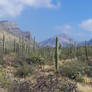 desert Stock - saguaro cactus 2