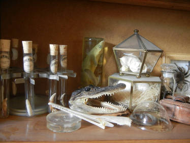 Reptile Amphibian insect etc shelf pt 1