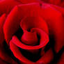 Spiral Rose