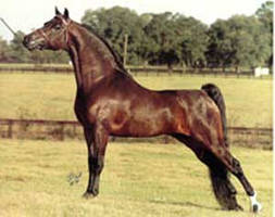 Trebles Willy Wild (Wheeties sire)