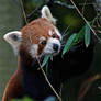 Red Panda