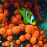 Clownfish