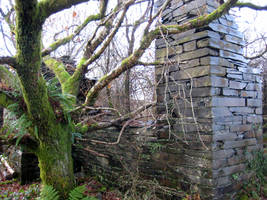 Trees reclaim the land