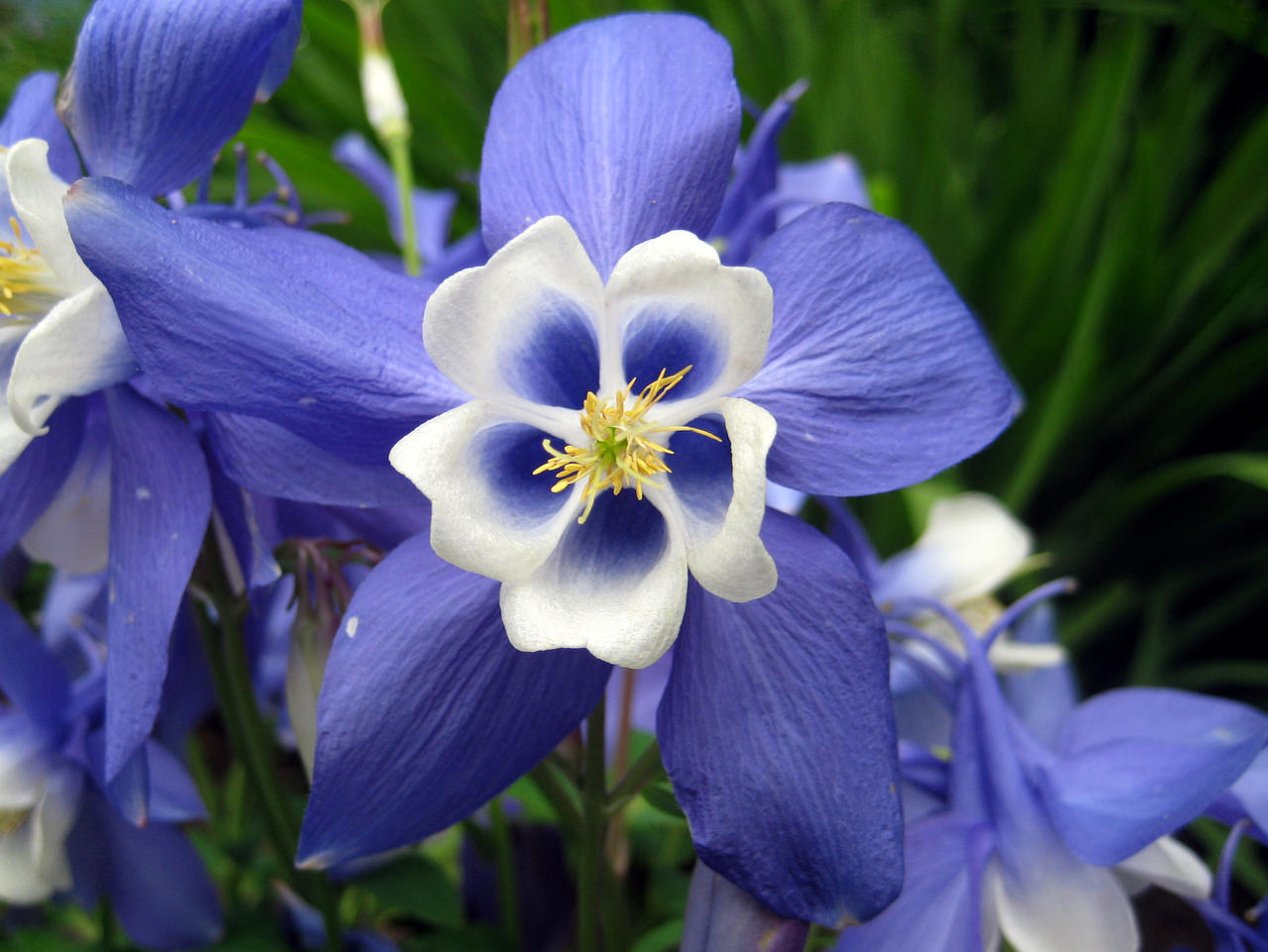 Blue and White Aquilegia