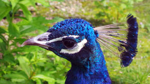 Powis Castle Peacock