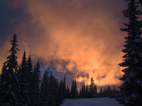 Snowy Trees 2