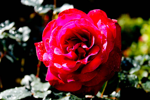 Red Rose