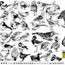 33 Bird Designs