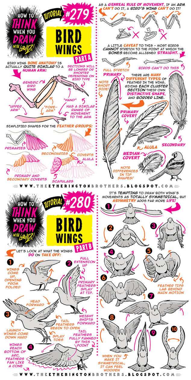 How to THINK when you draw BIRD WINGS tutorial! by EtheringtonBrothers ...