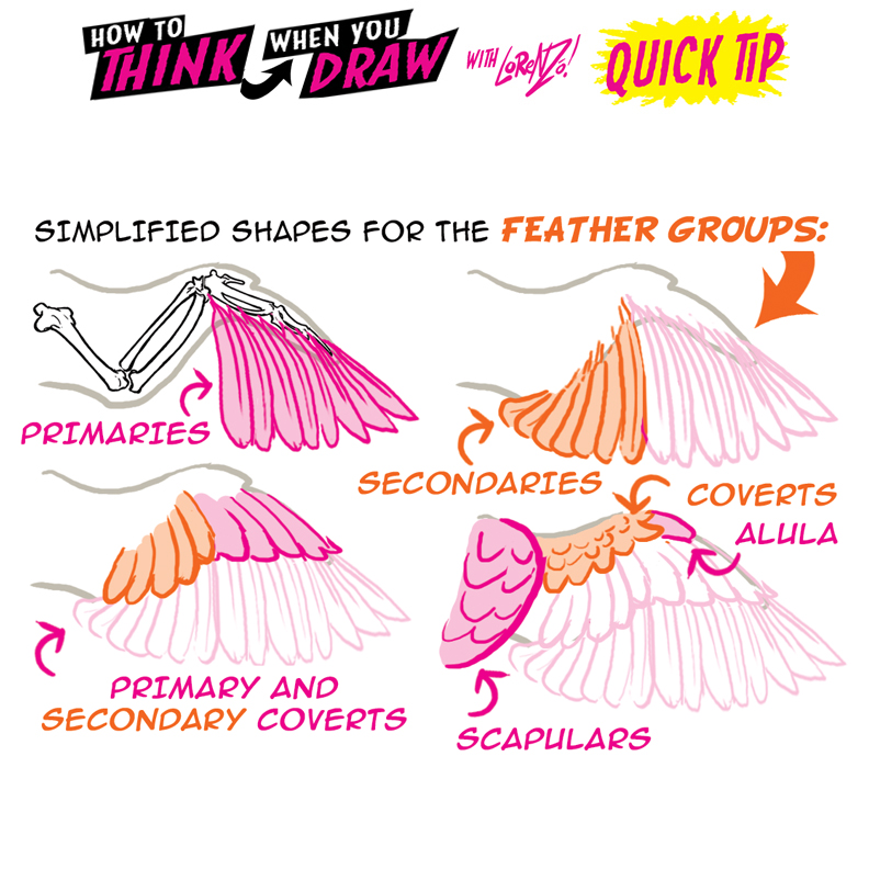 How To Think When You Draw Bird Wings Quick Tip! By Etheringtonbrothers On  Deviantart