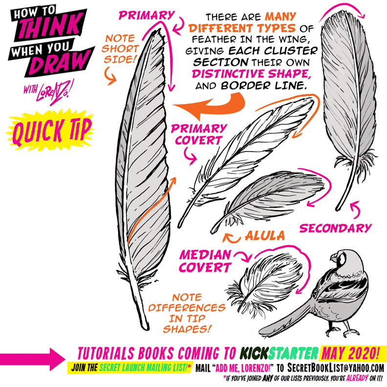 Feather Drawing - How To Draw A Feather Step By Step
