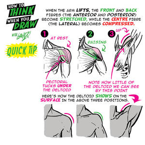 How to THINK when you draw SHOULDERS QUICK TIP!