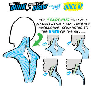 How to THINK when you draw NECK SHOULDER MUSCLES!