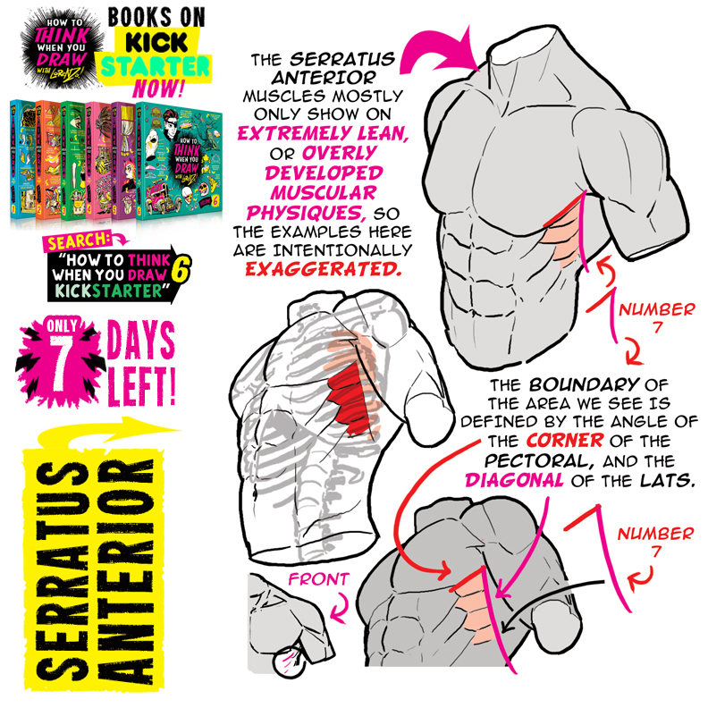 SERRATUS ANTERIOR! 7 DAYS to get the BOOKS! by EtheringtonBrothers on ...