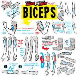 How to THINK when you draw BICEPS!
