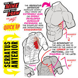 How to THINK when you draw SERRATUS ANTERIOR!