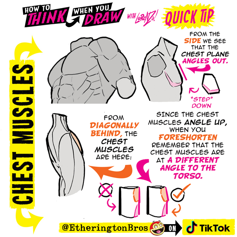 Draw Muscles Color How To Draw Muscles Step By Step