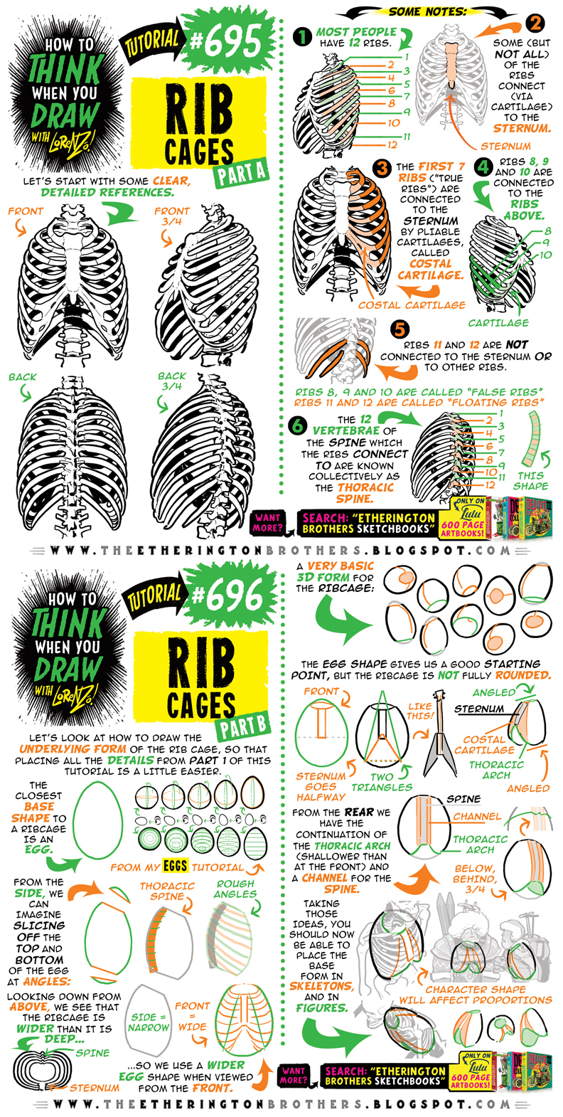How to THINK When You Draw RIB CAGES tutorial! by EtheringtonBrothers ...