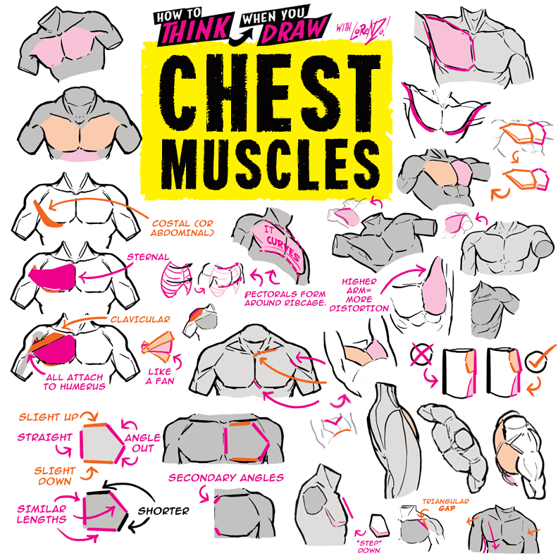 How to THINK When You Draw CHEST MUSCLES!