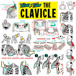 How to THINK When You Draw THE CLAVICLE!