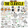 How to THINK When You Draw the CLAVICLE!