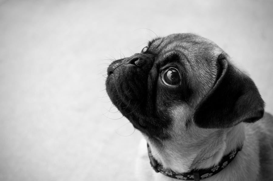 Pug Puppy