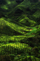 TEA FARM by DawnRoseCreation