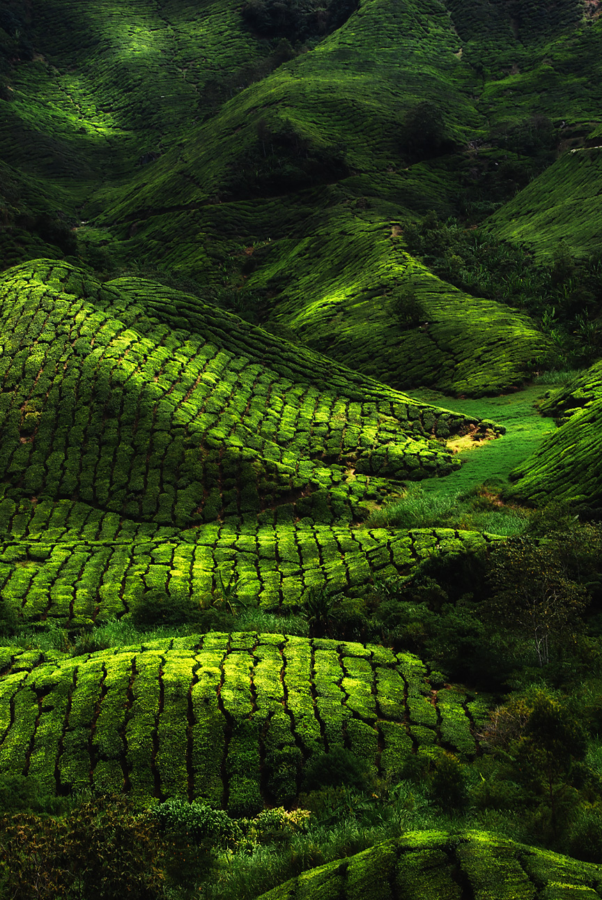 TEA FARM