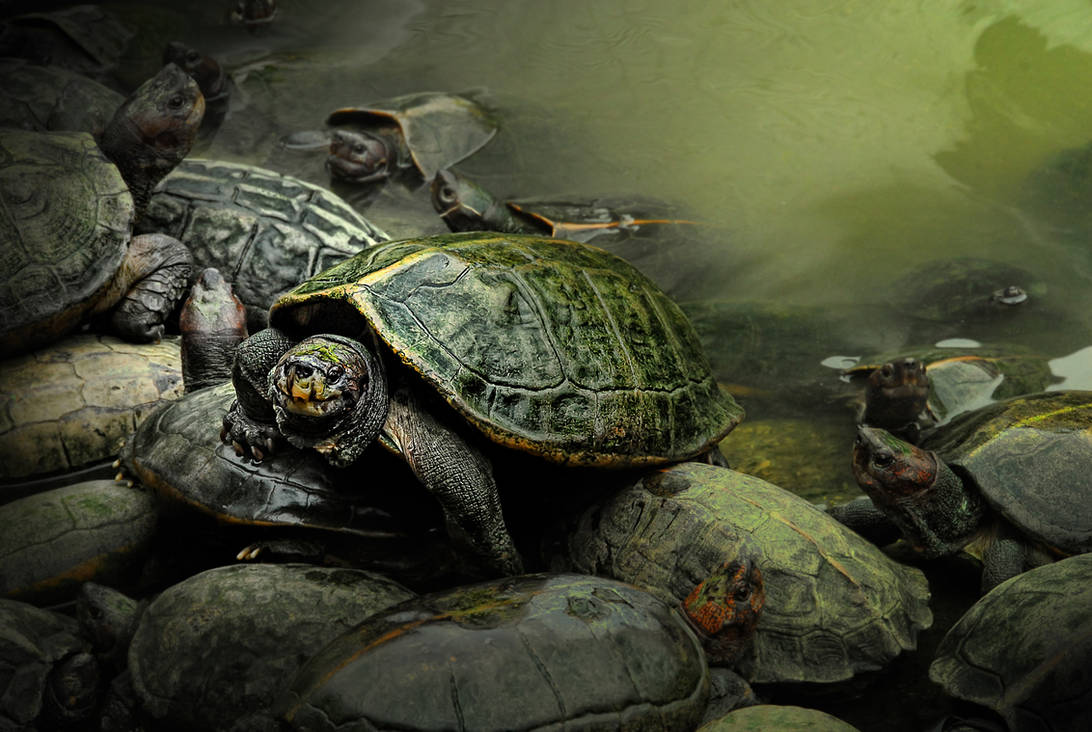 Stand Up, You're Not Alone by DawnRoseCreation Stand Up, You're Not Alone by DawnRoseCreation