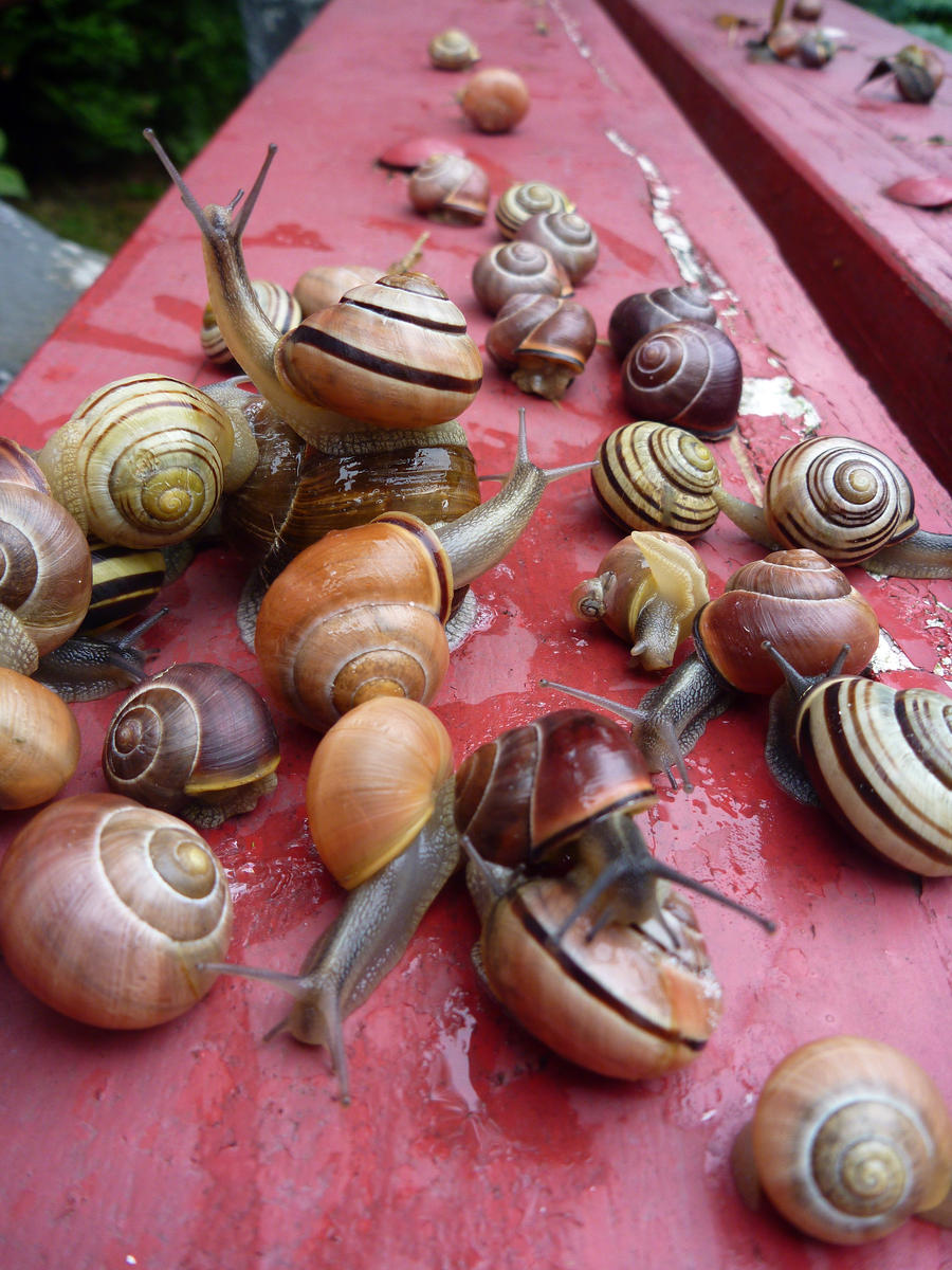 Multiple Snails Lots of snails by weirdklown on DeviantArt