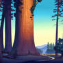 sequoia dawn