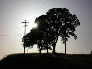 Sunset by the trees