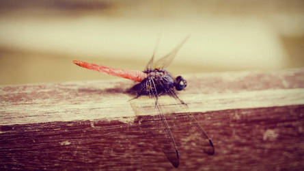 Dragon Fly