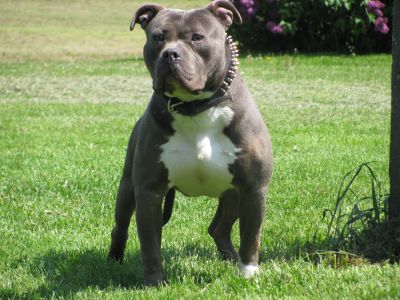 Pitbull