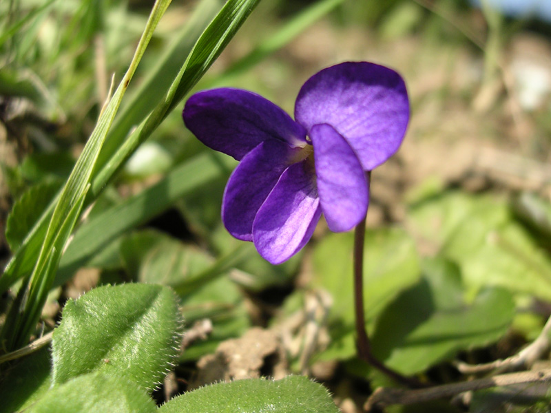 Lone Flower