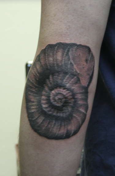 ammonite fossil